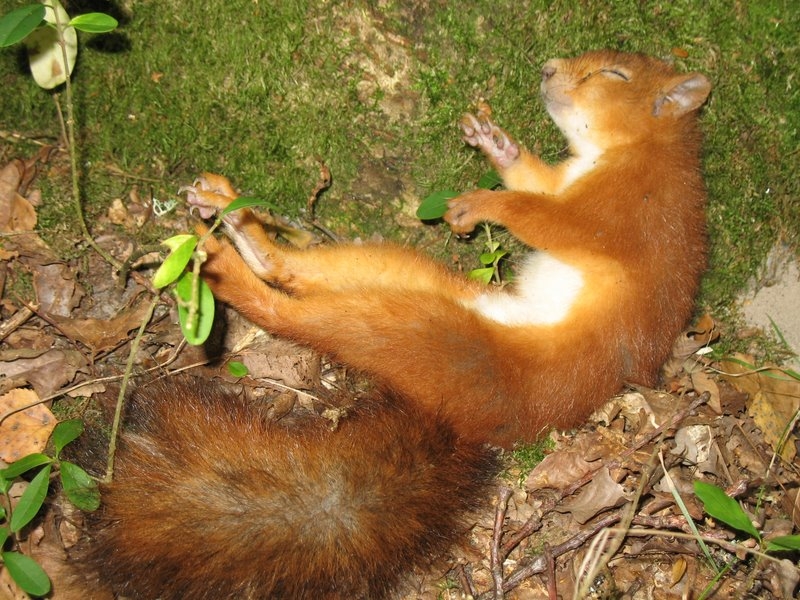 2007 09 Myco avec la SMF 18